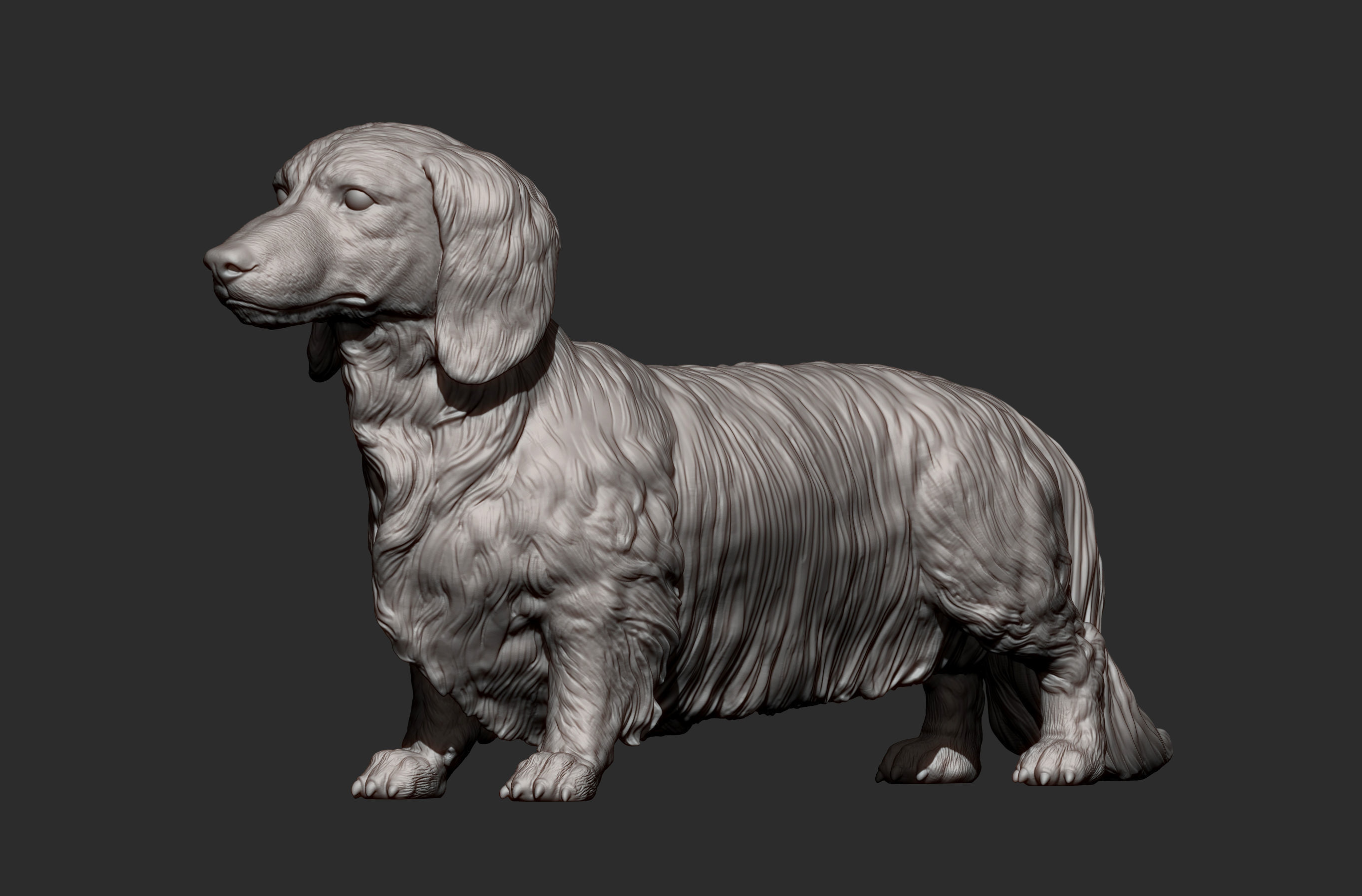 Dachshund longhair 3D print model_12