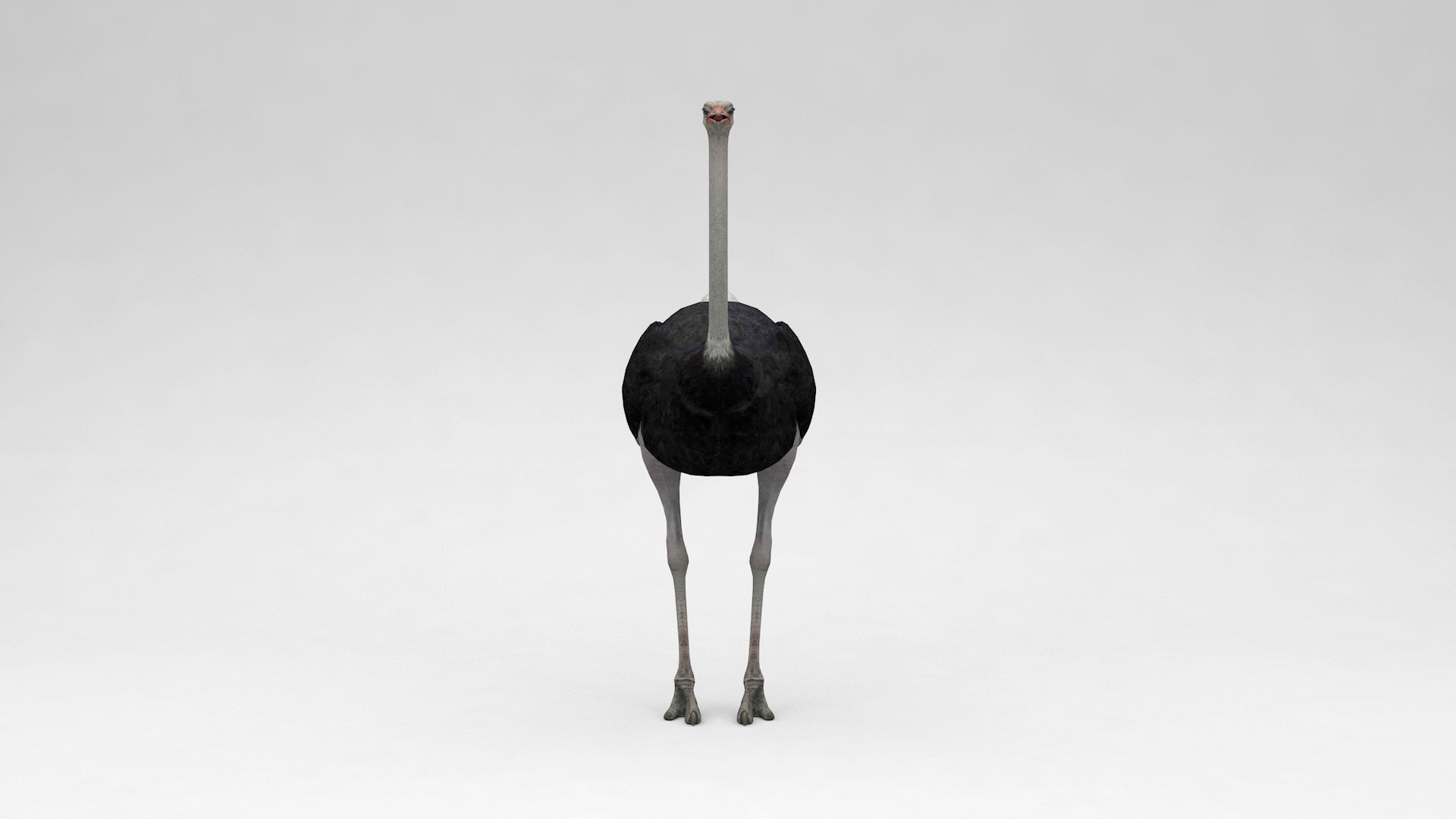 Ostrich 3D model_3
