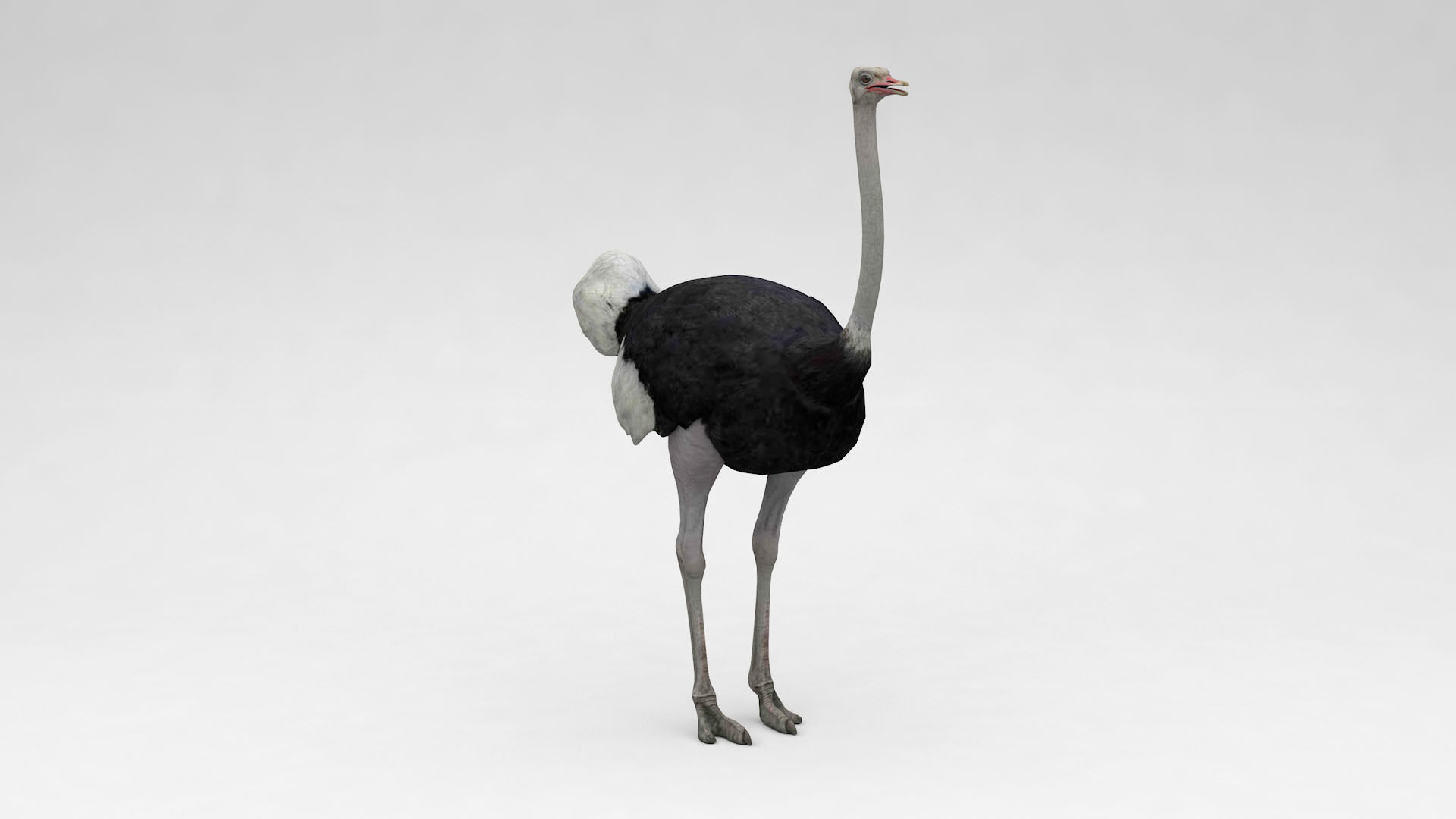 Ostrich 3D model_6