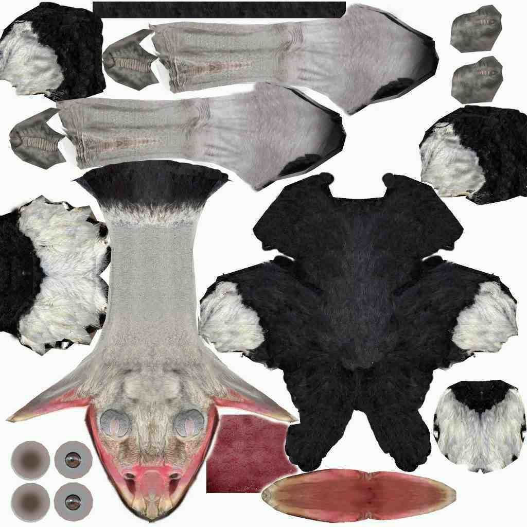 Ostrich 3D model_2