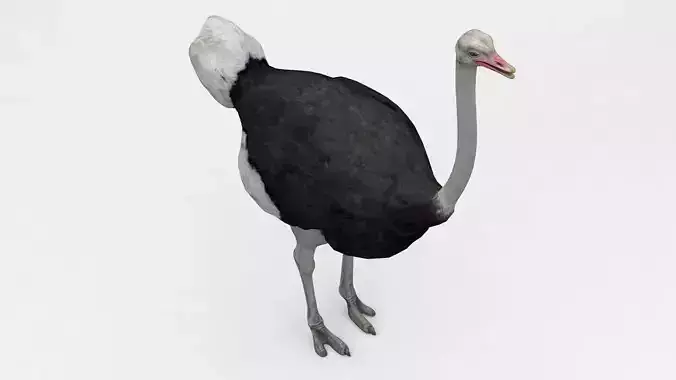 Ostrich