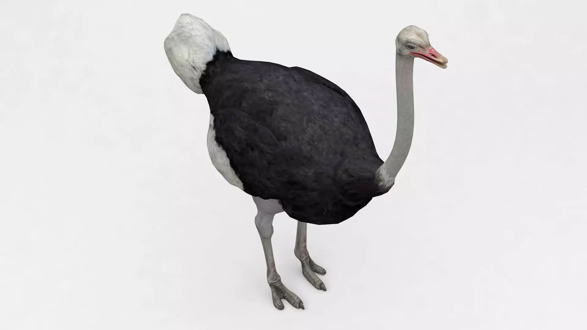 Ostrich 3D model_0