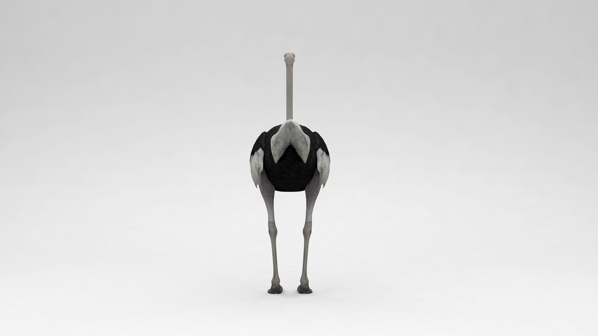 Ostrich 3D model_4