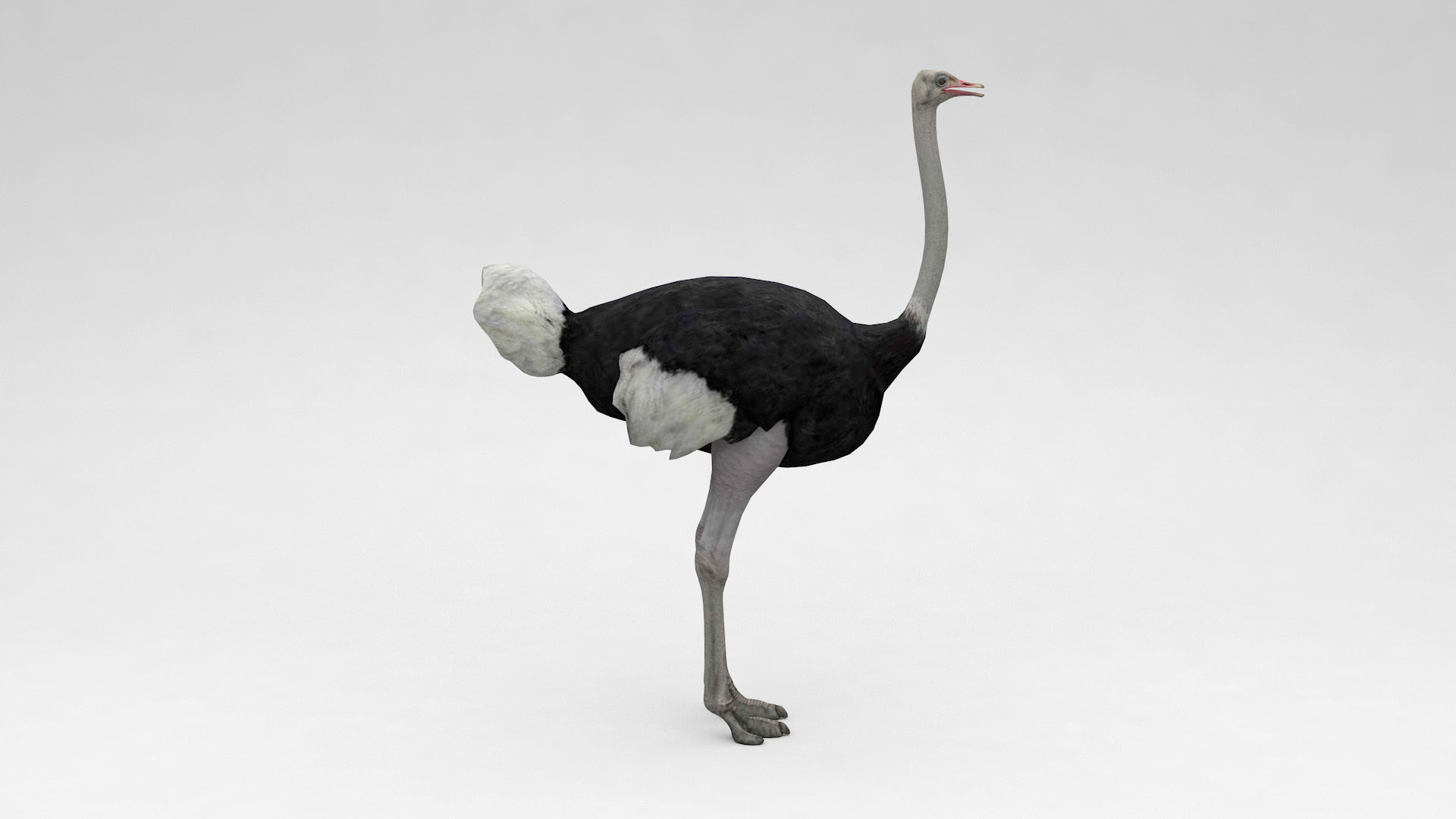 Ostrich 3D model_5