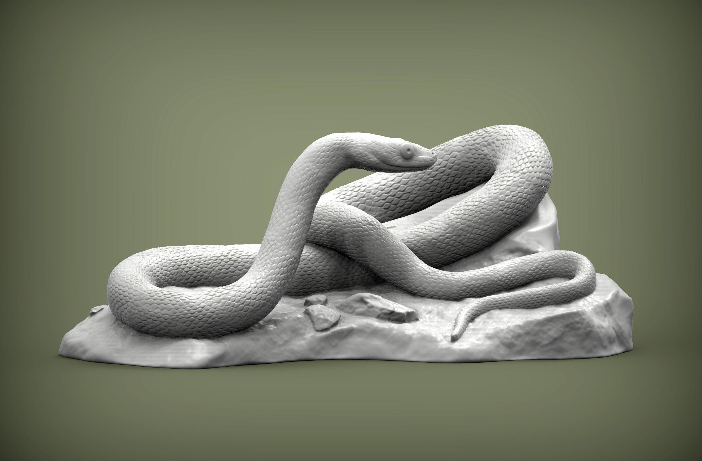 Trans-pecos rat snake 3D print model_1