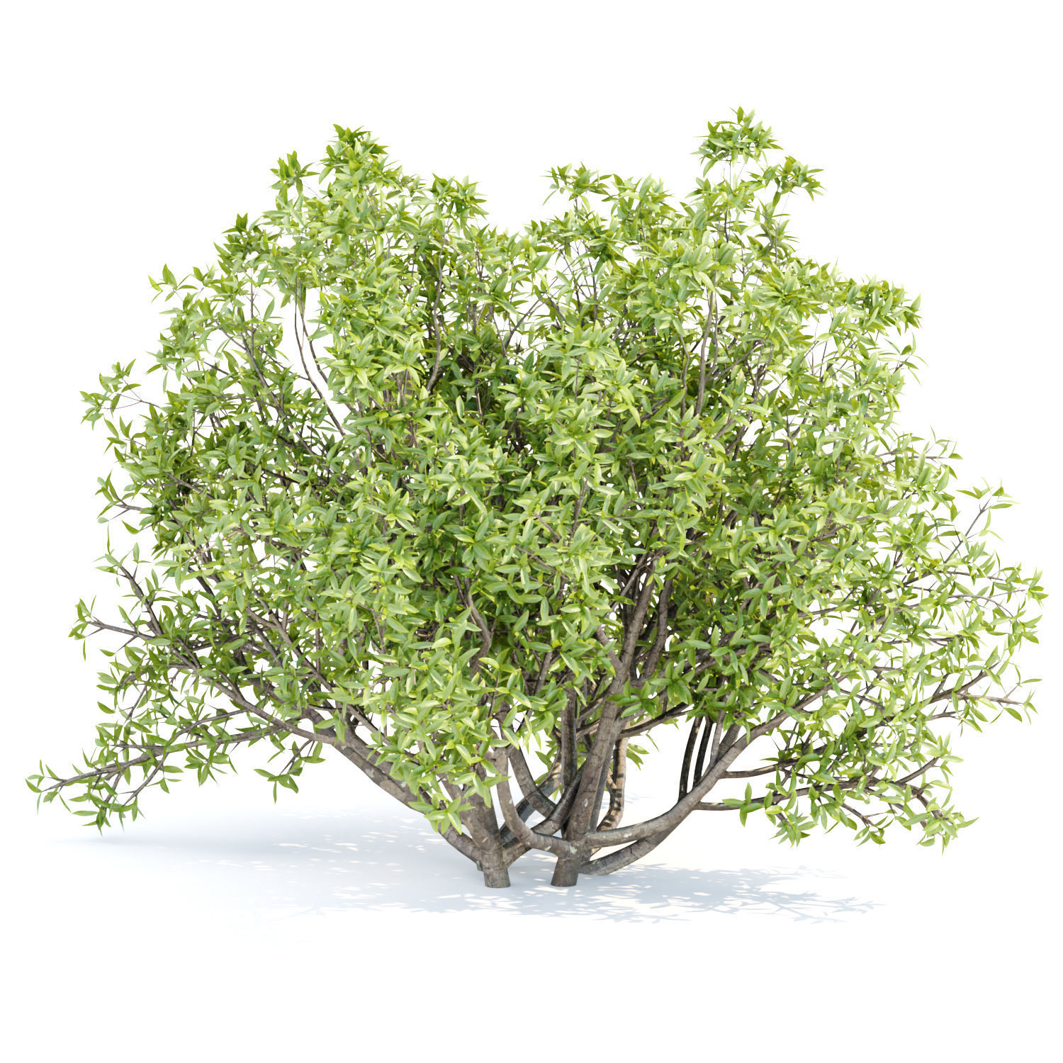 Bushes collection vol 191 3D model_4