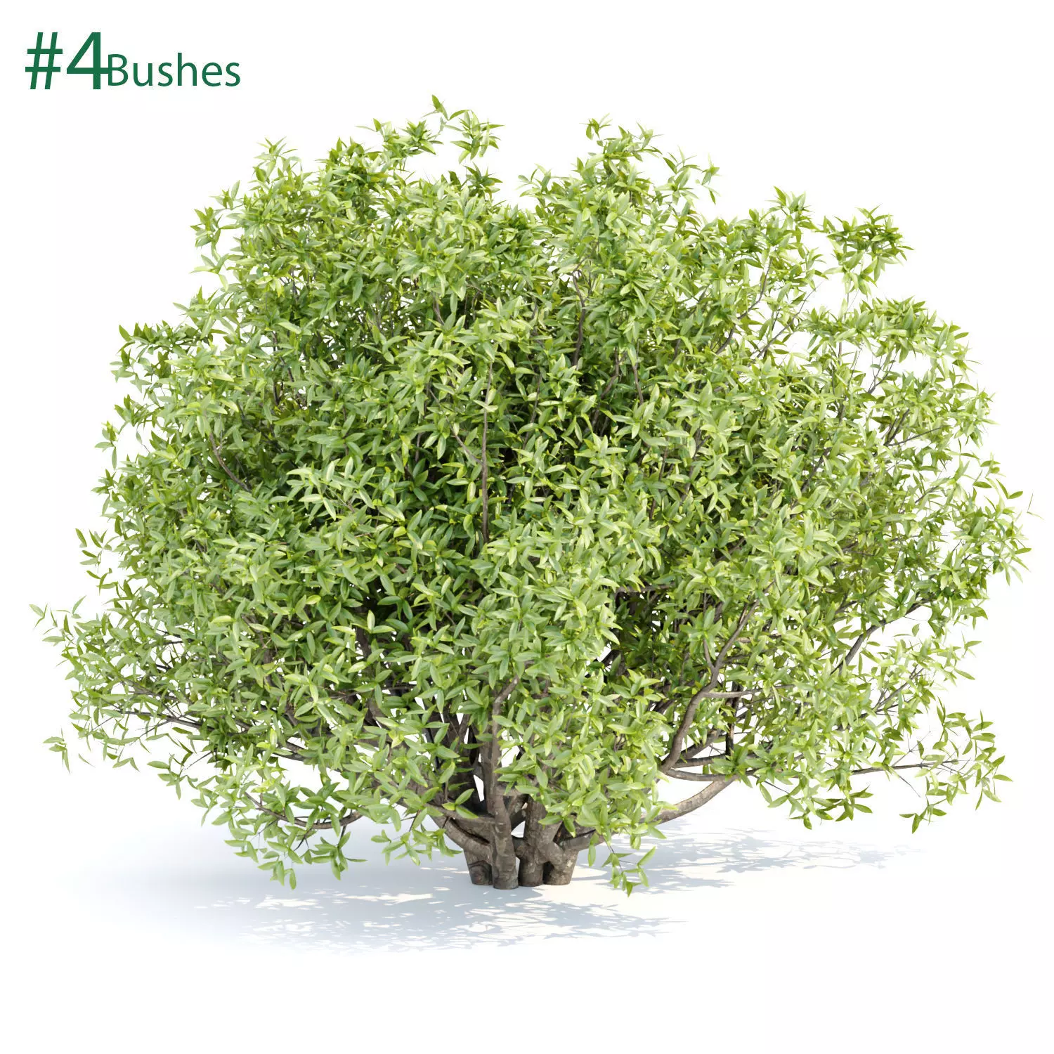 Bushes collection vol 191 3D model_0