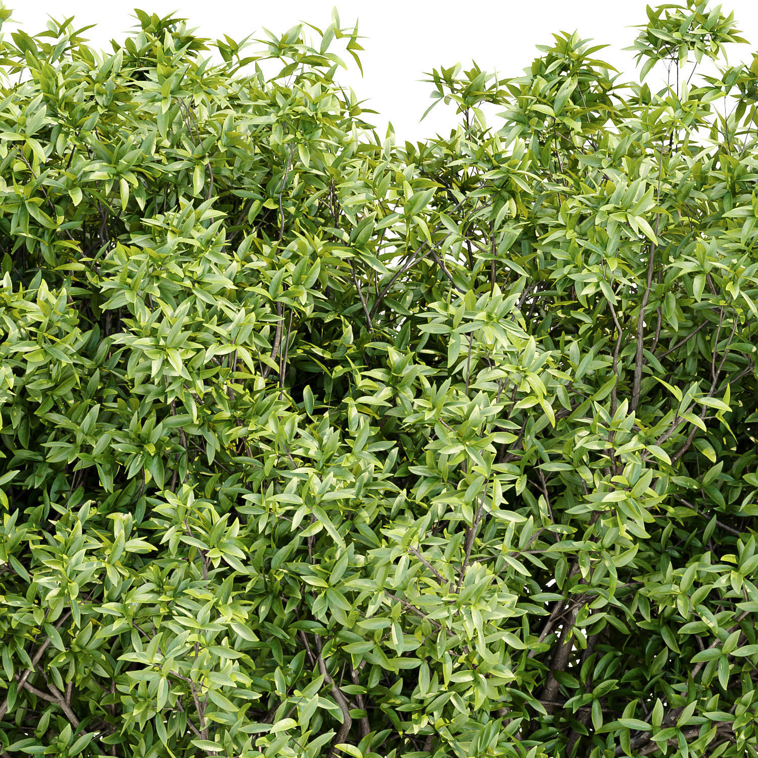 Bushes collection vol 191 3D model_1