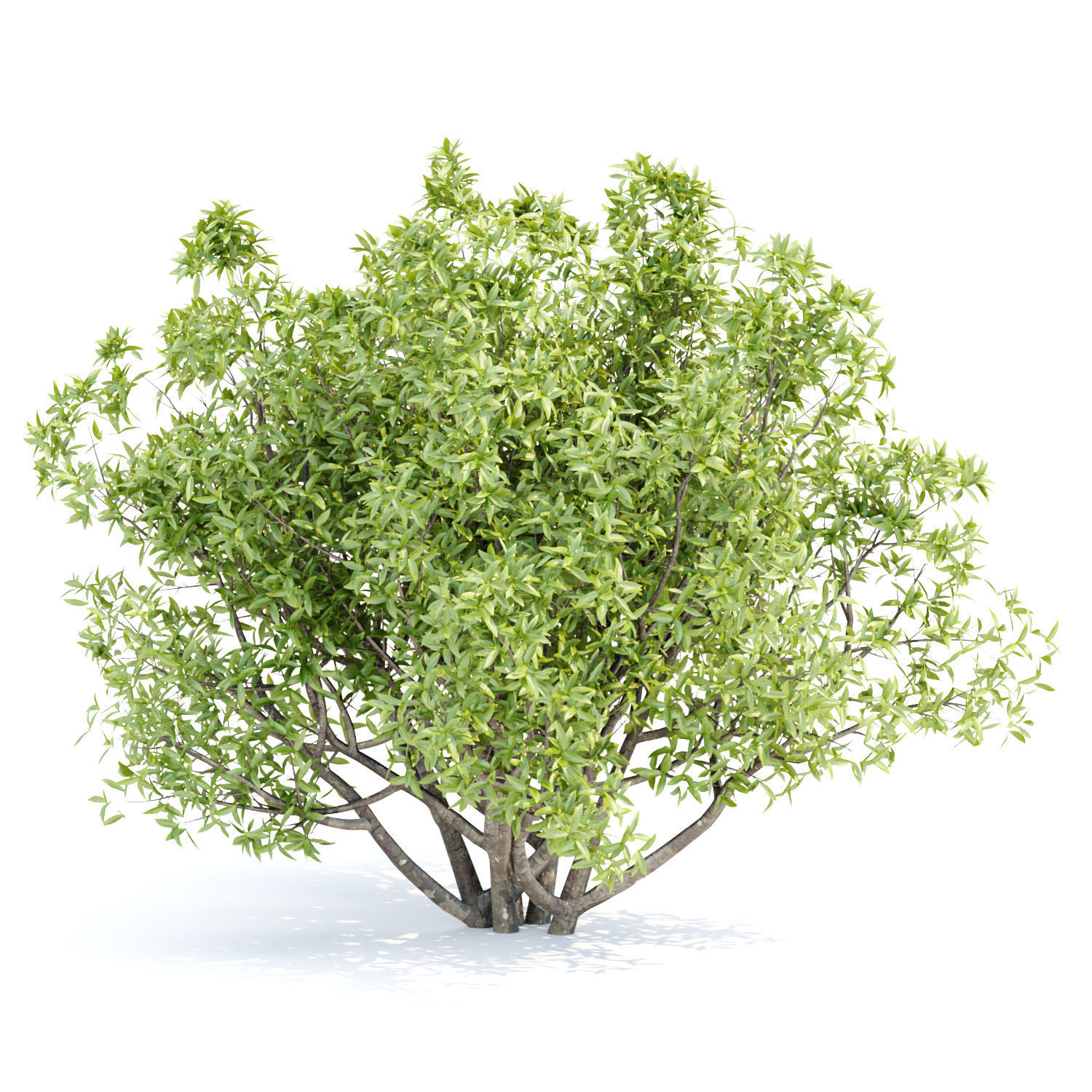 Bushes collection vol 191 3D model_2