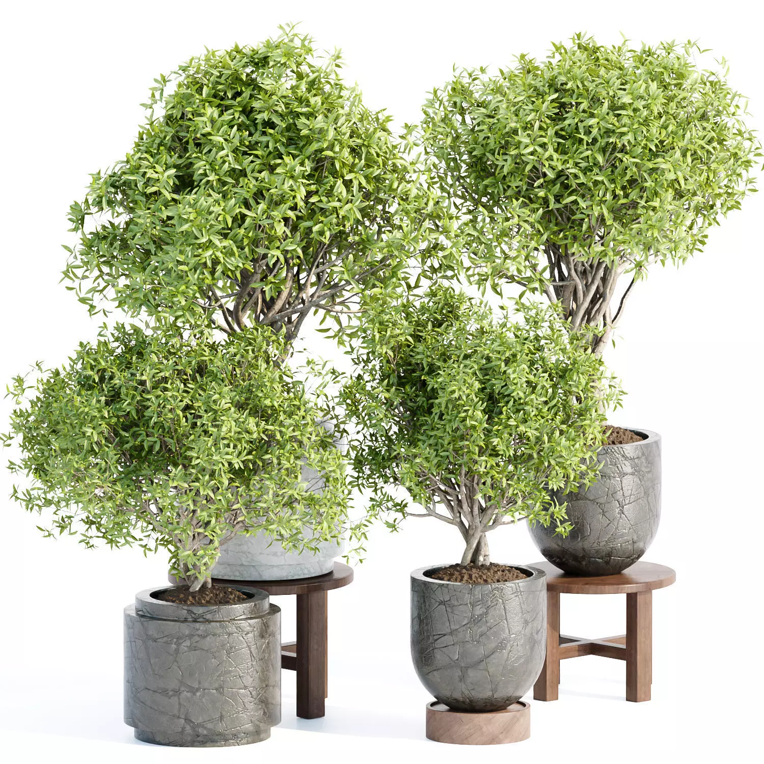 indoor plants collection vol 192 3D model