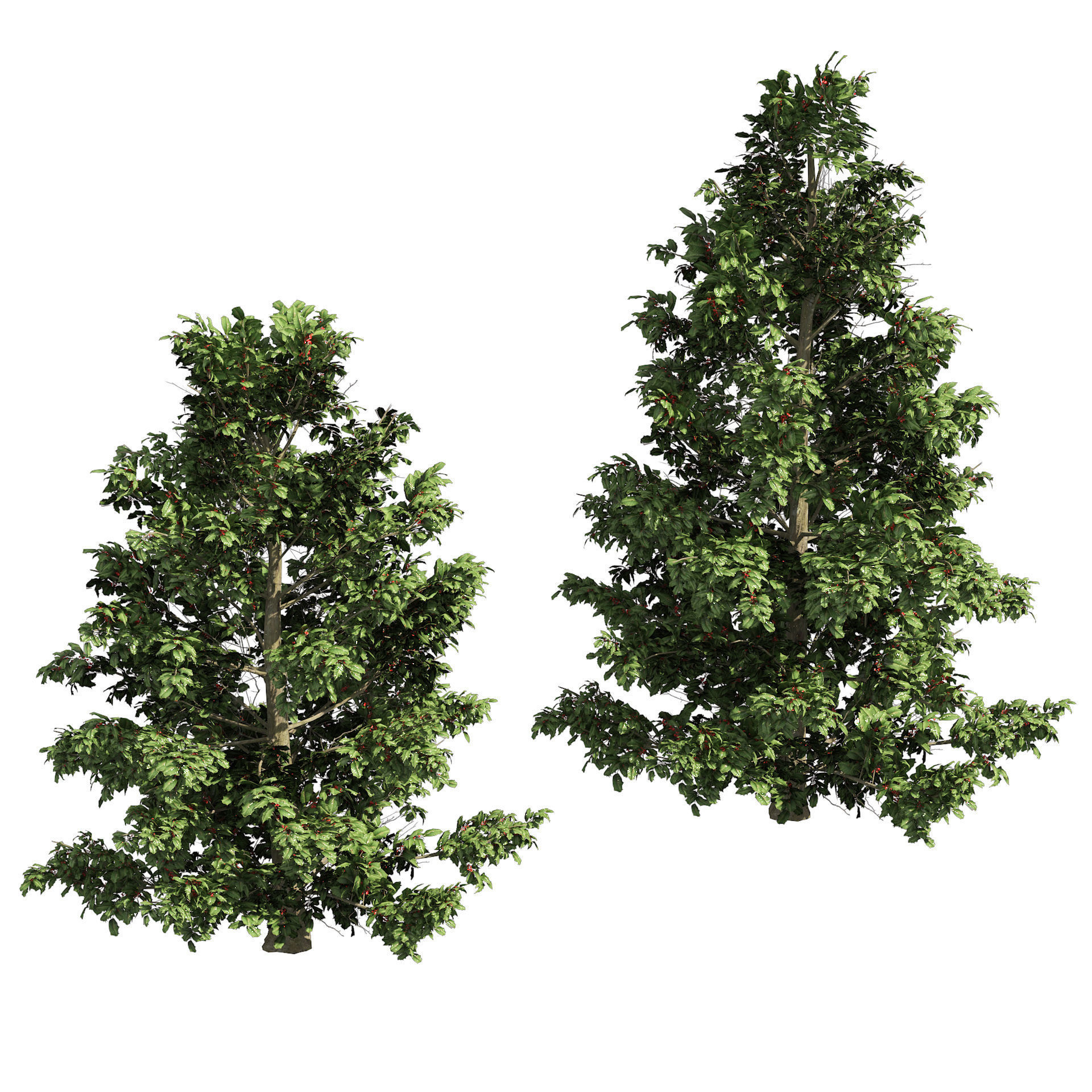 Scrub holly trees with red berries Low-poly 3D model_3