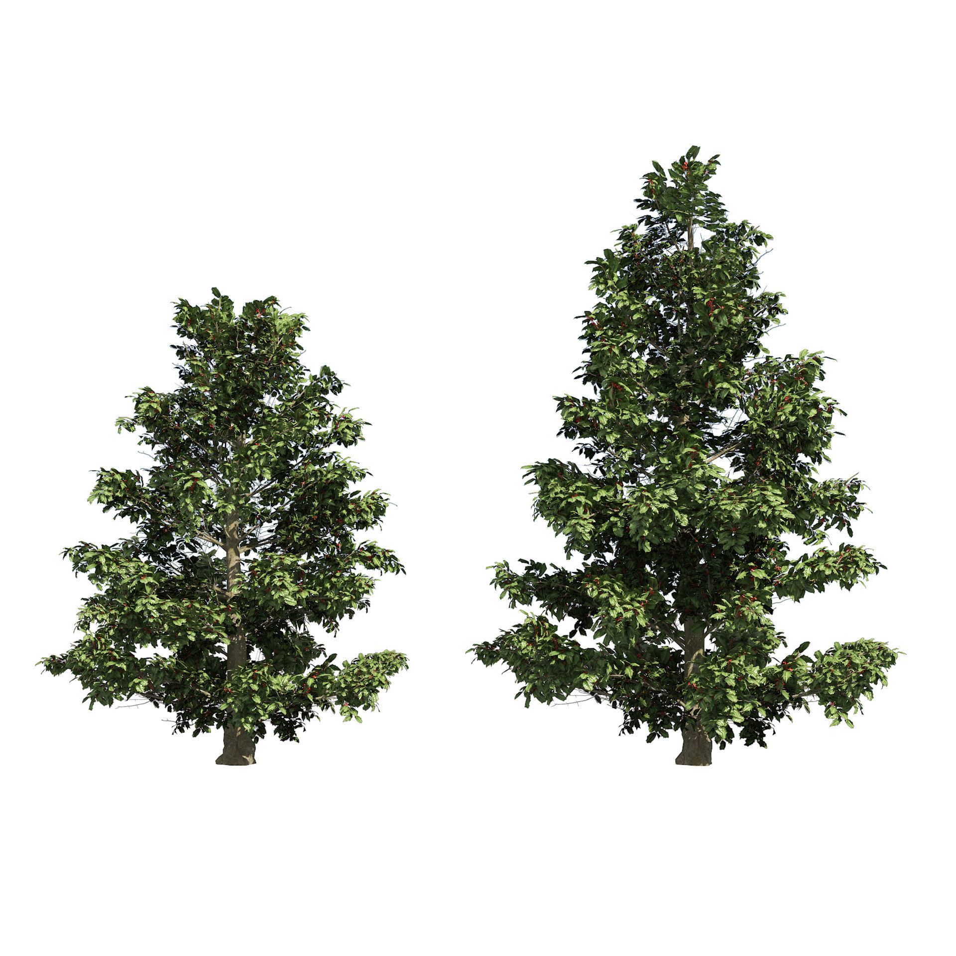 Scrub holly trees with red berries Low-poly 3D model_1
