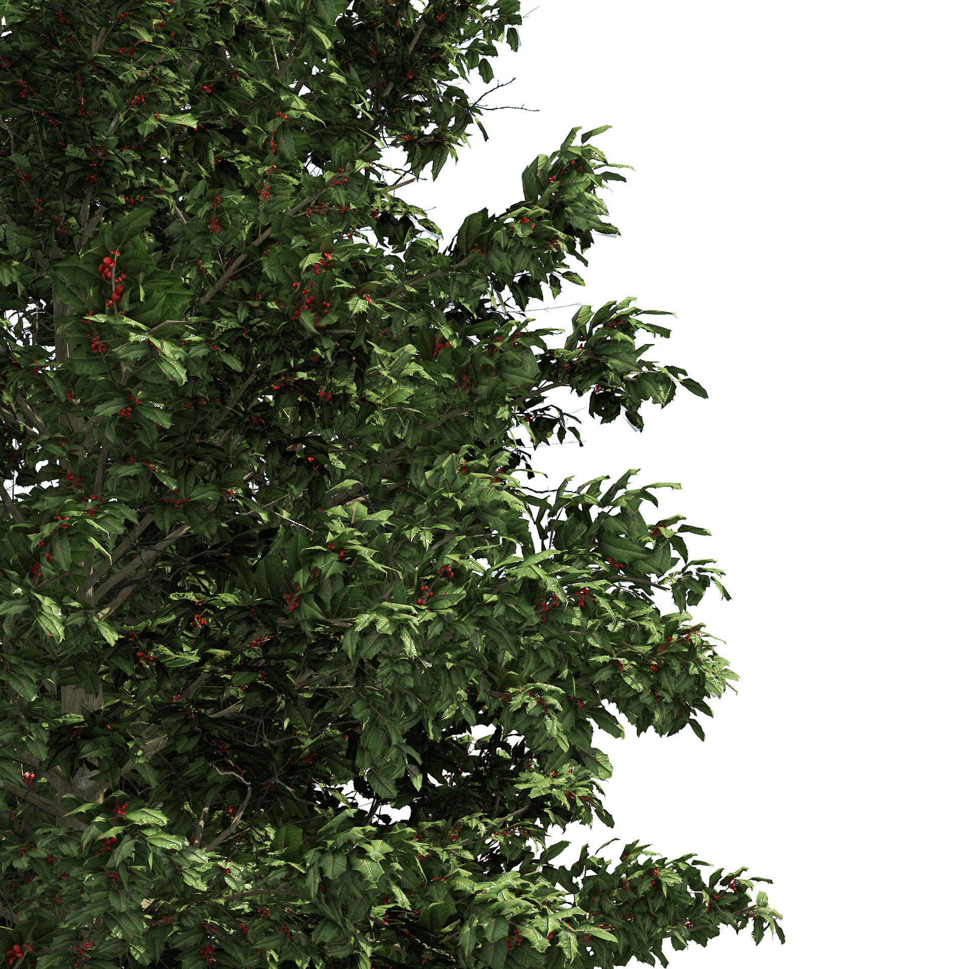 Scrub holly trees with red berries Low-poly 3D model_4