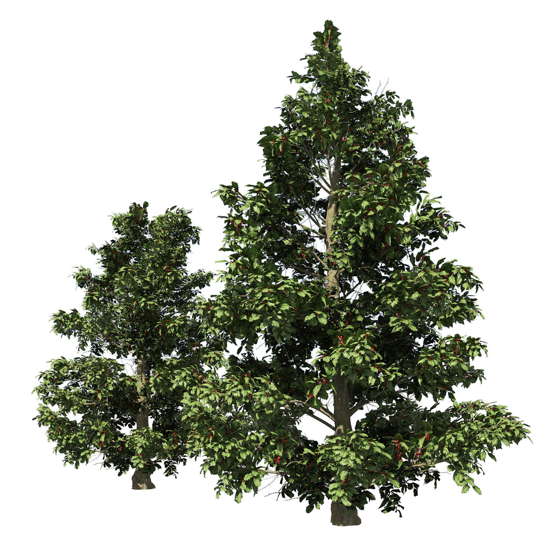Scrub holly trees with red berries Low-poly 3D model_2