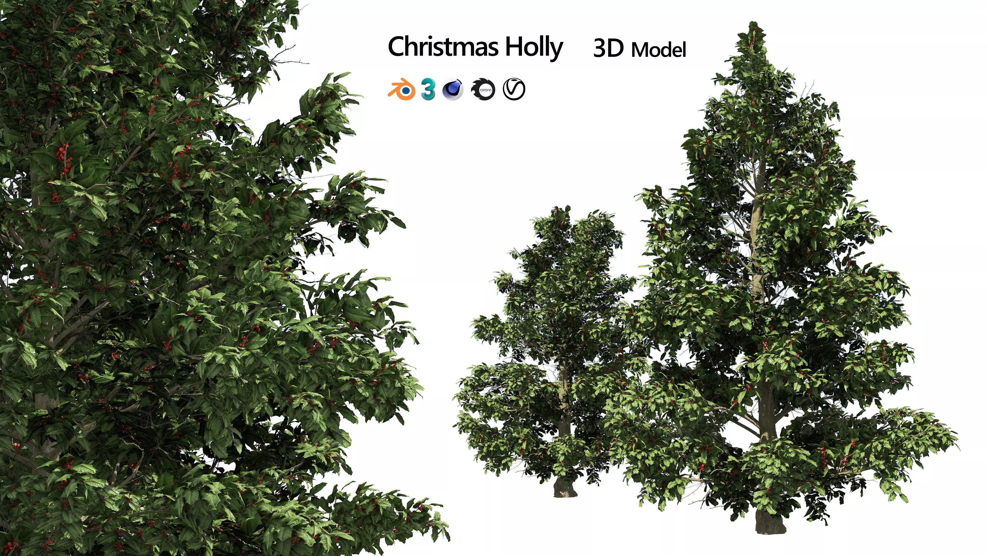 Scrub holly trees with red berries Low-poly 3D model_0