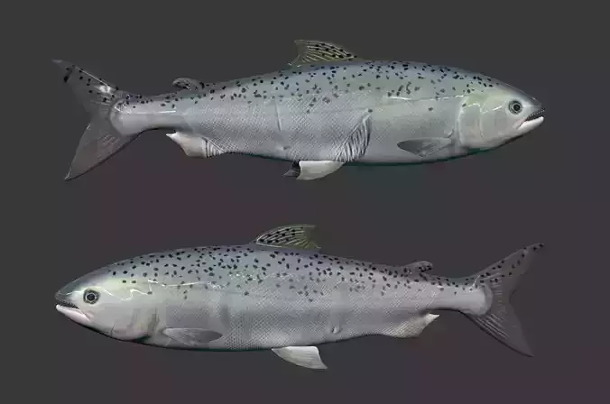 Rainbow Trout Low-poly 3D model 3D model
