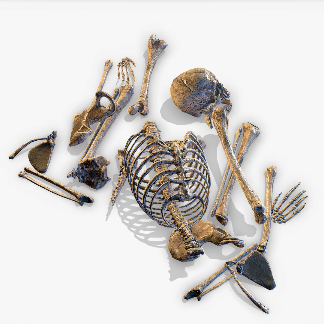  Old Human Bones  Low-poly 3D model_4