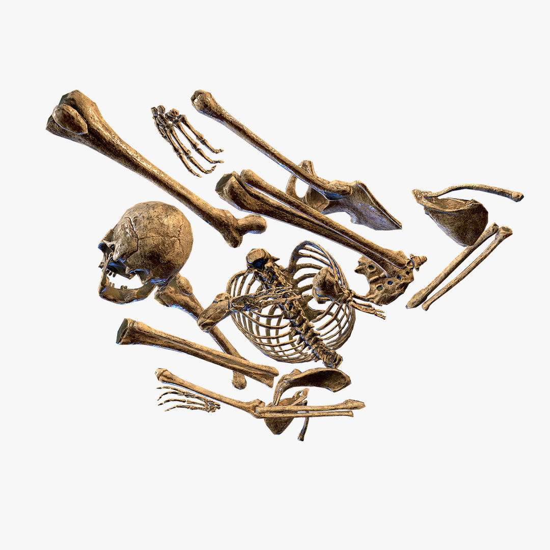  Old Human Bones  Low-poly 3D model_6