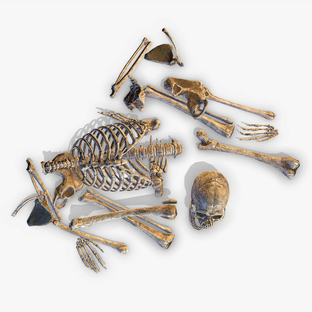 Old Human Bones  Low-poly 3D model_7