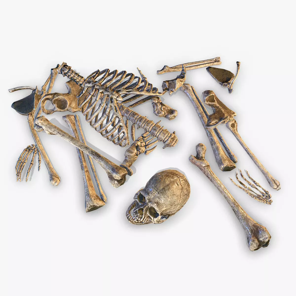  Old Human Bones  Low-poly 3D model_0