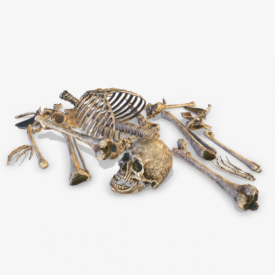 Old Human Bones  Low-poly 3D model_2