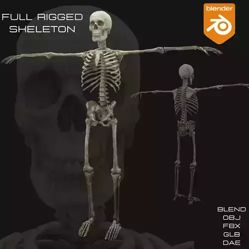 SKELETON - FULL RIGGED 3D model