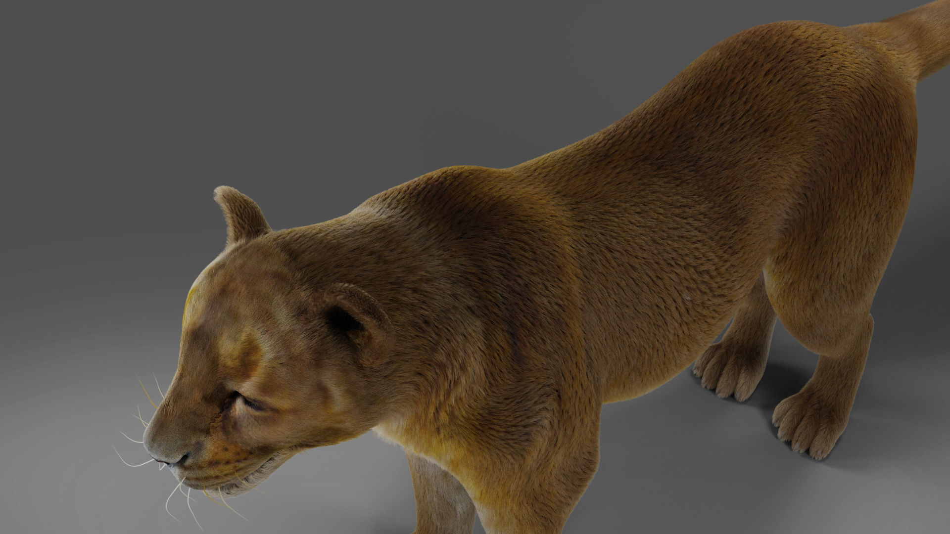 Fur Lioness V02 NO Rigged in Blender Low-poly 3D model_3