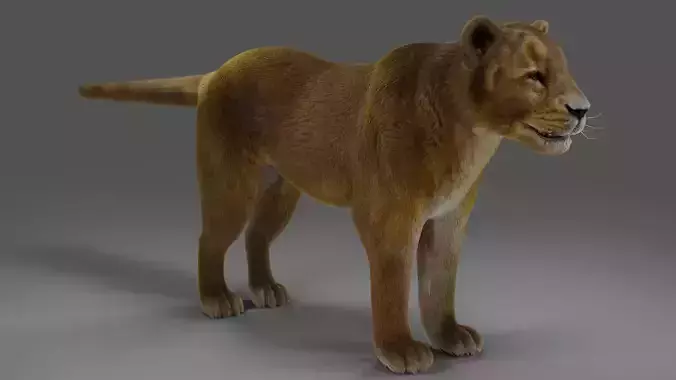 Fur Lioness V02 NO Rigged in Blender