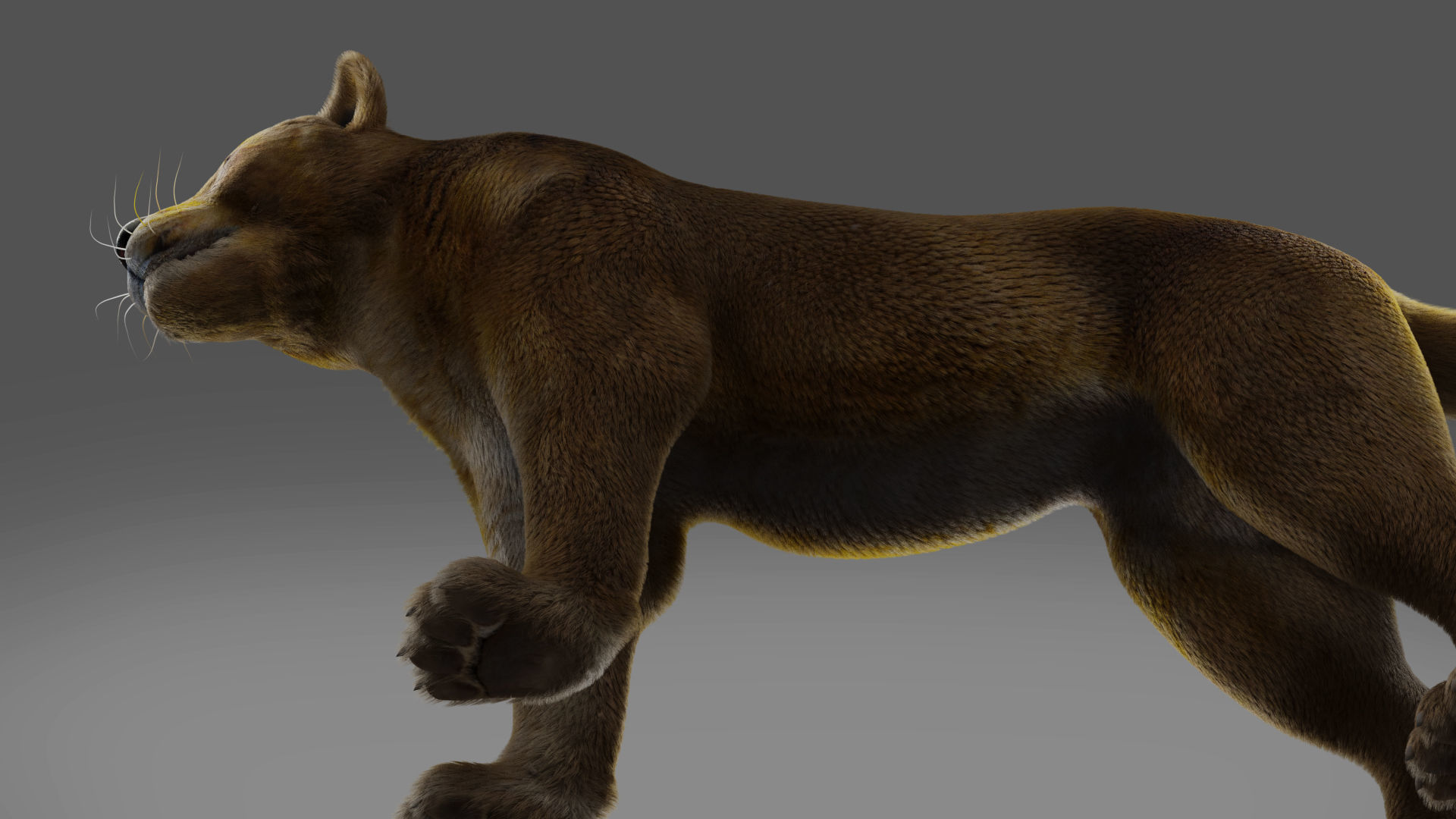 Fur Lioness V02 NO Rigged in Blender Low-poly 3D model_4