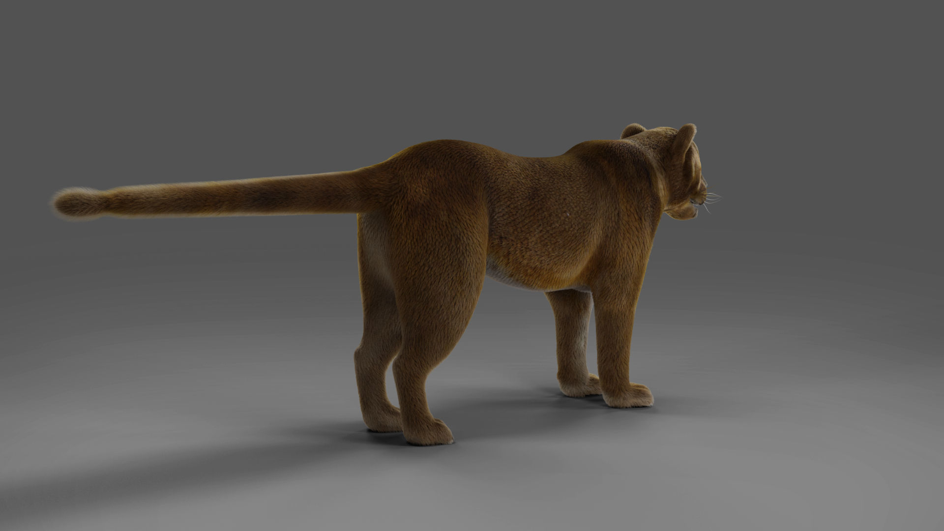 Fur Lioness V02 NO Rigged in Blender Low-poly 3D model_2