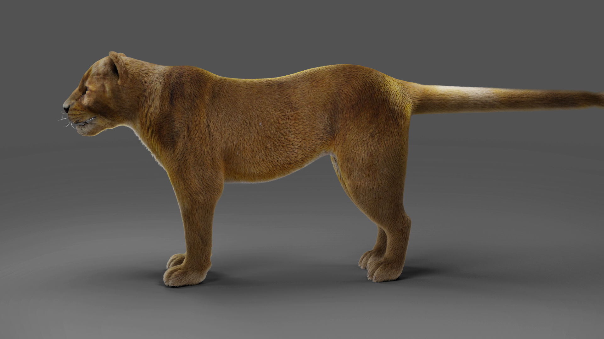 Fur Lioness V02 NO Rigged in Blender Low-poly 3D model_1