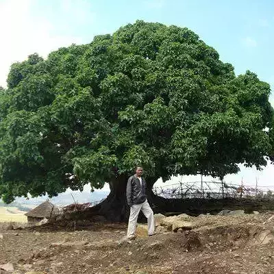 Odaa Tree Free 3D model