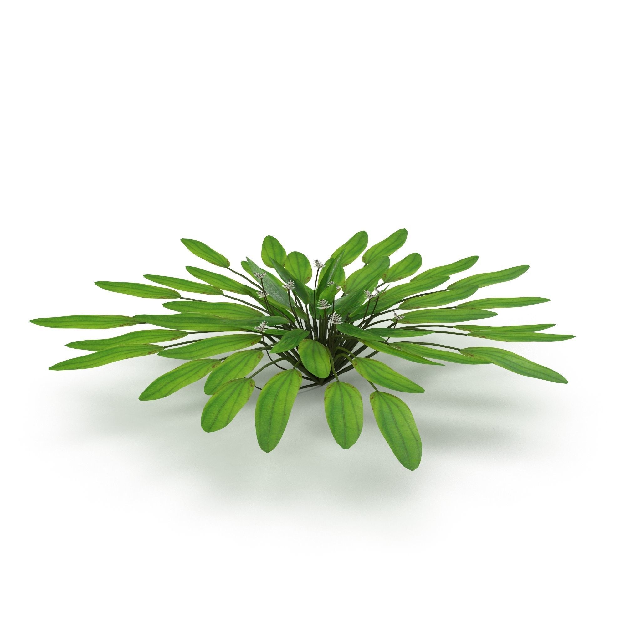 Aponogeton distachyos 3D model_2