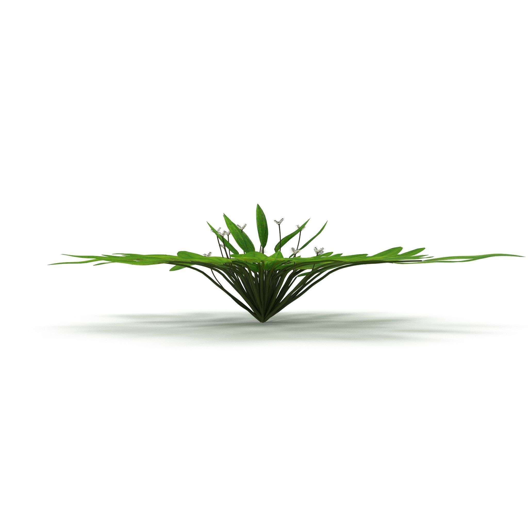 Aponogeton distachyos 3D model_4