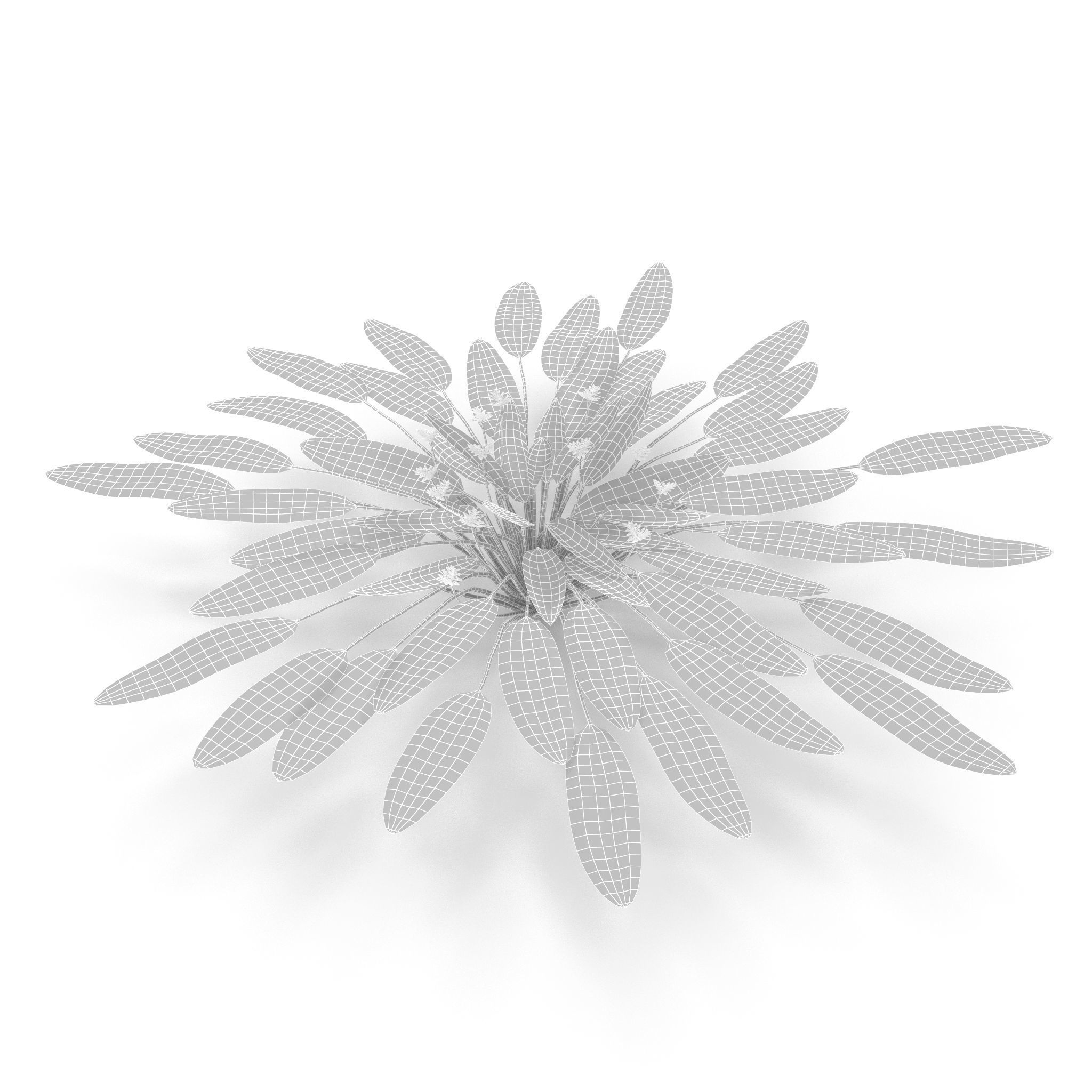 Aponogeton distachyos 3D model_8