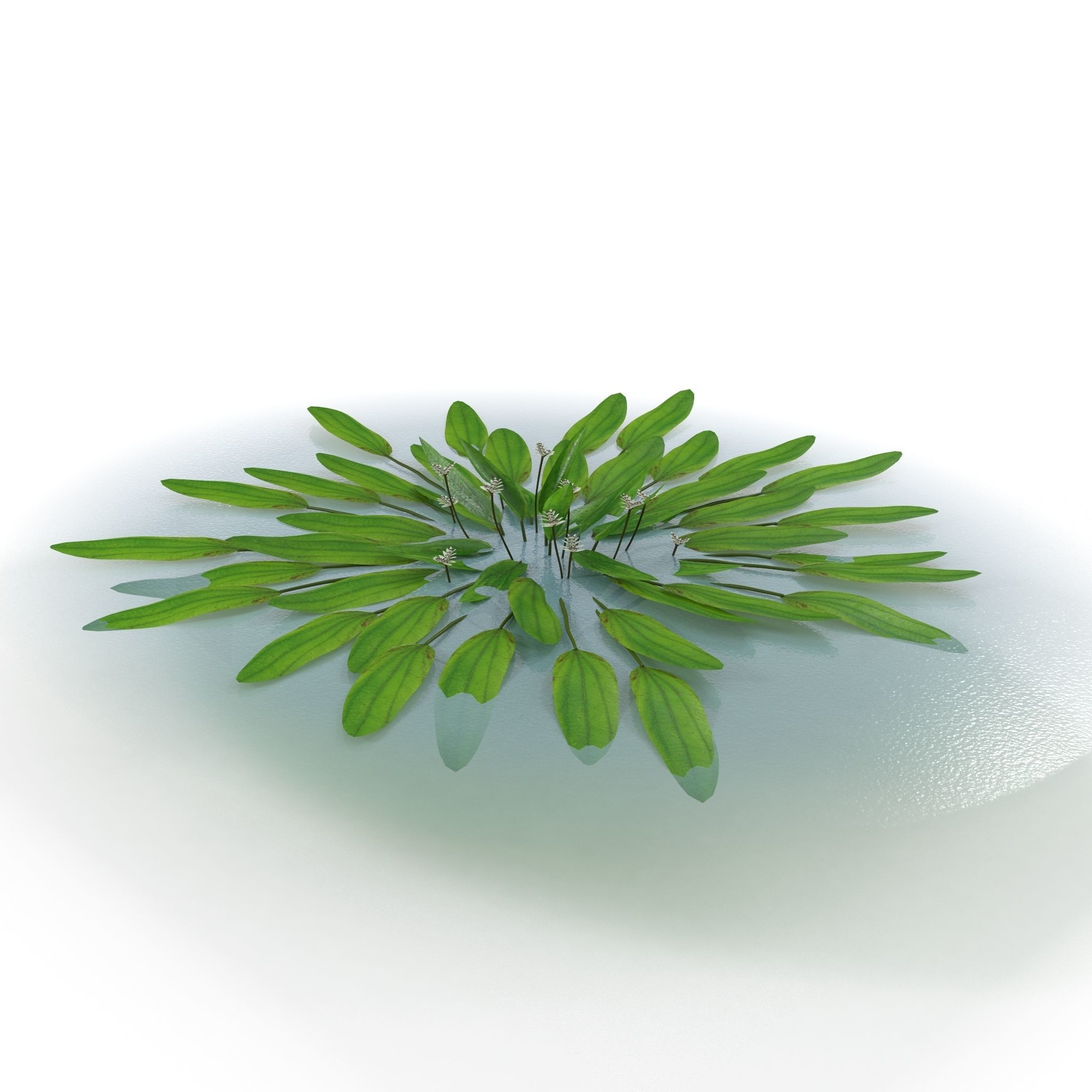 Aponogeton distachyos 3D model_7
