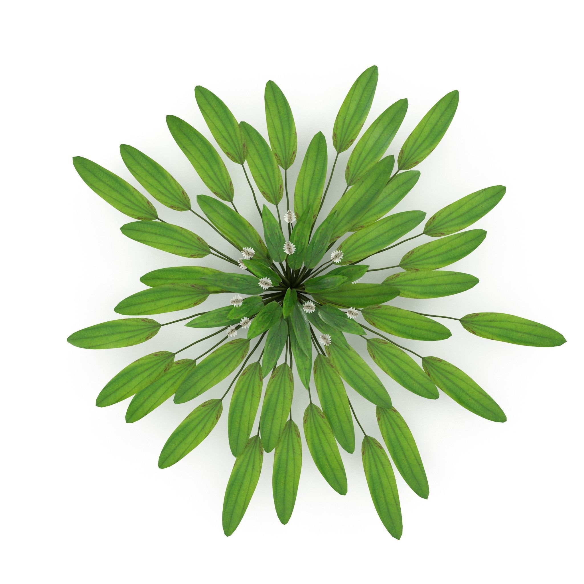Aponogeton distachyos 3D model_1
