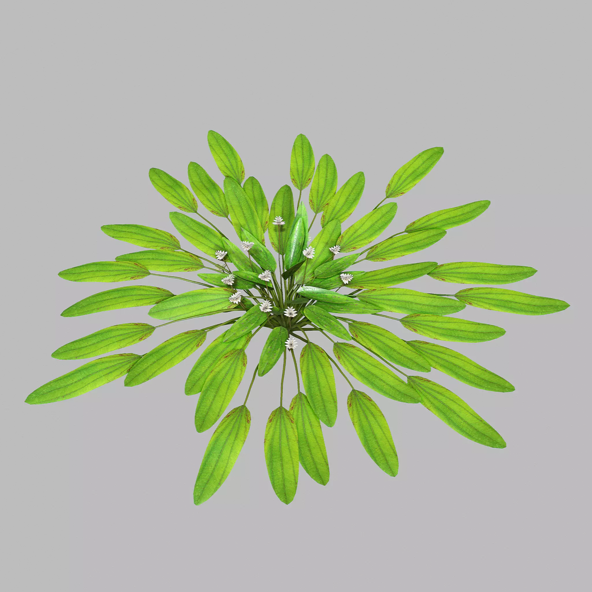 Aponogeton distachyos 3D model_0