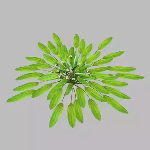 Aponogeton distachyos 3D model