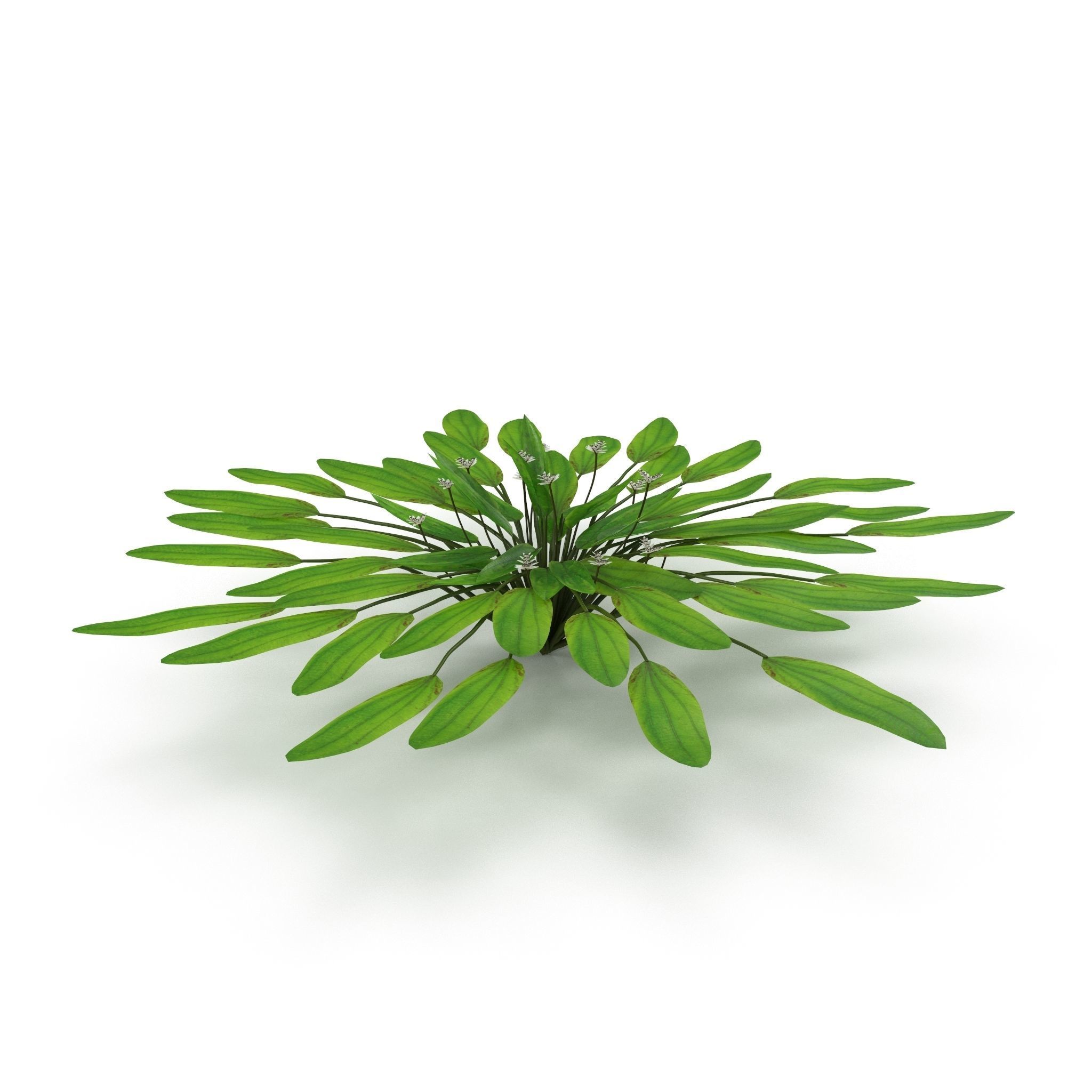 Aponogeton distachyos 3D model_3