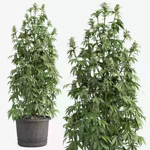outdoor indoor plant009 Cannabis sativa marijuana