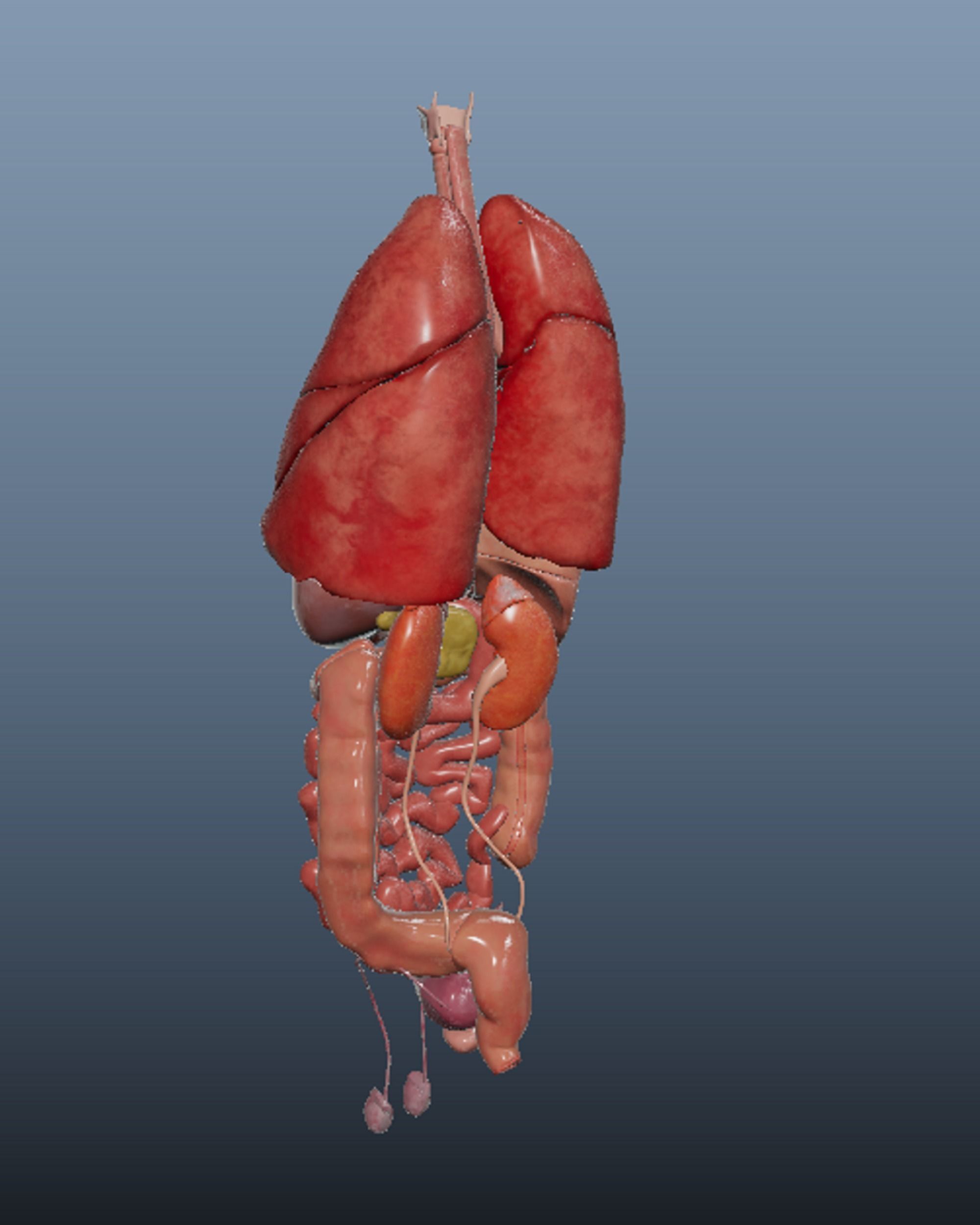 Human Body Organs  3D model_7