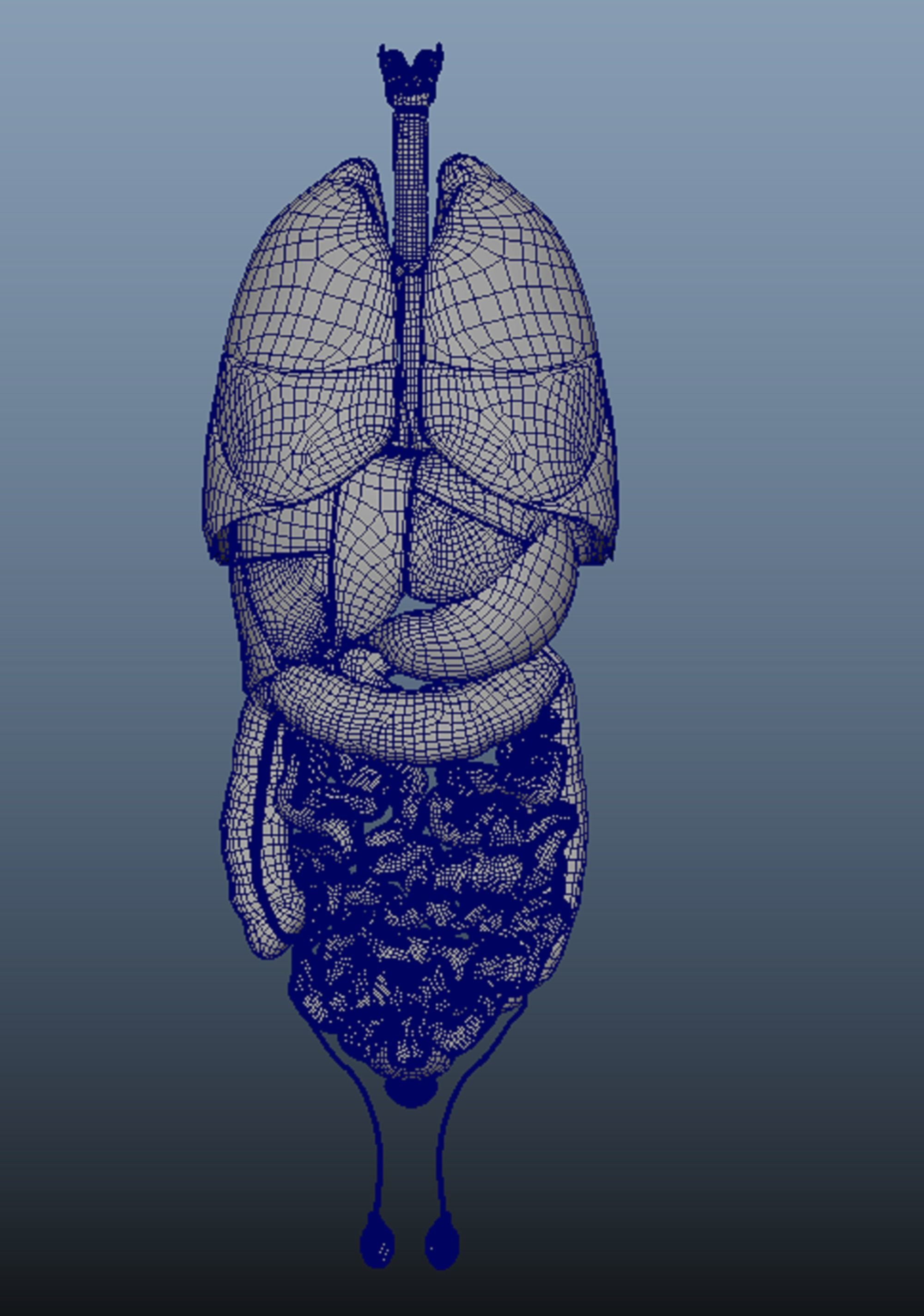 Human Body Organs  3D model_10