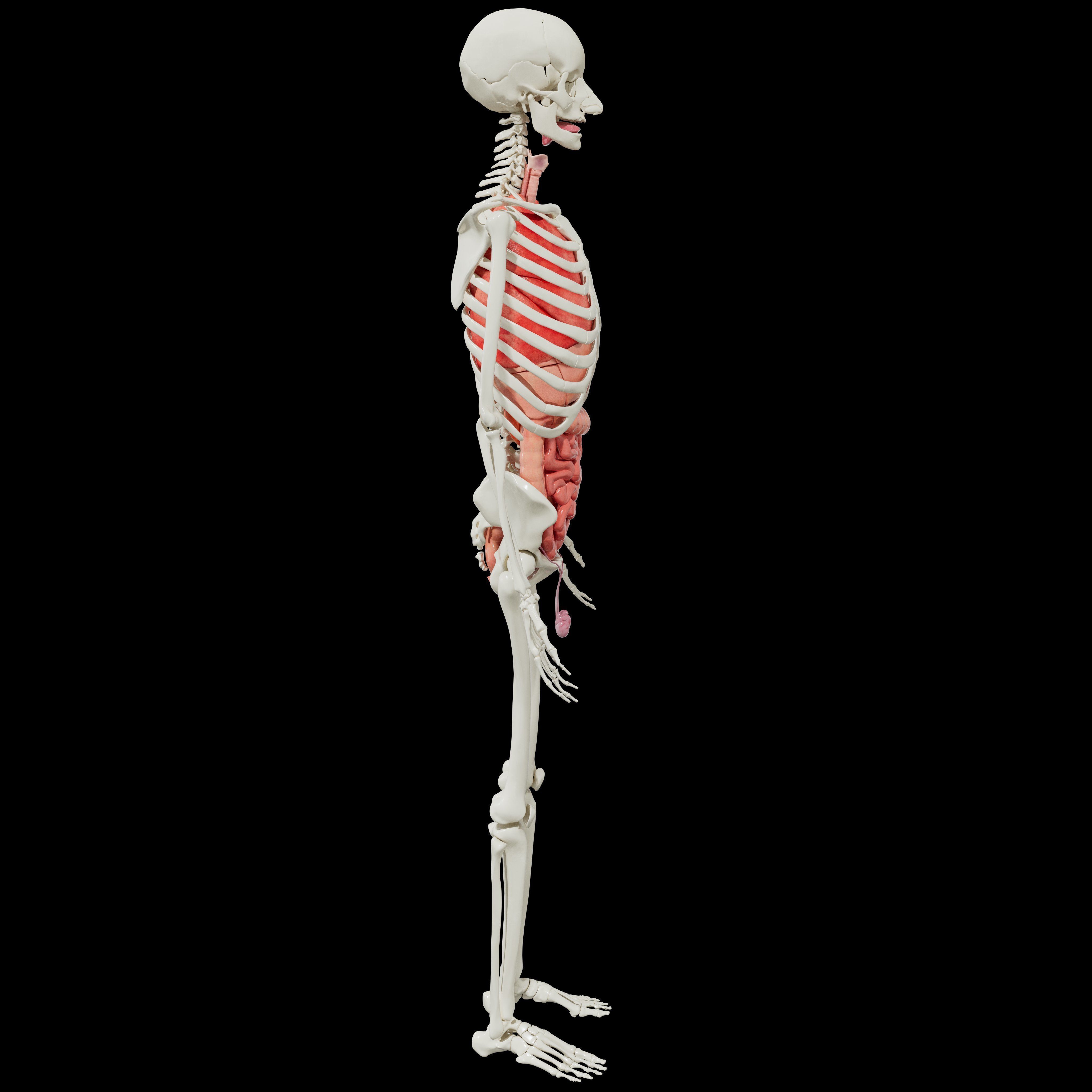 Human Body Organs  3D model_5