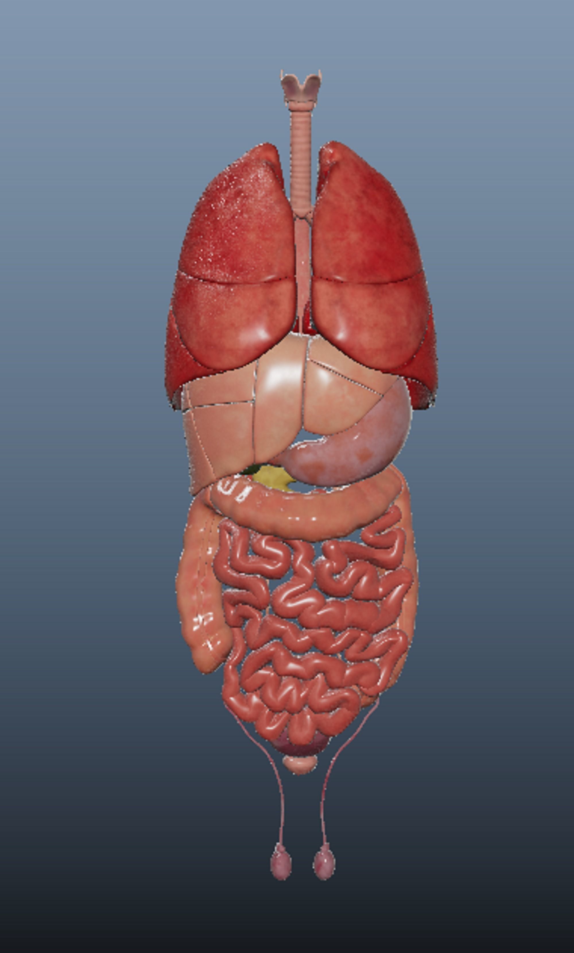 Human Body Organs  3D model_6