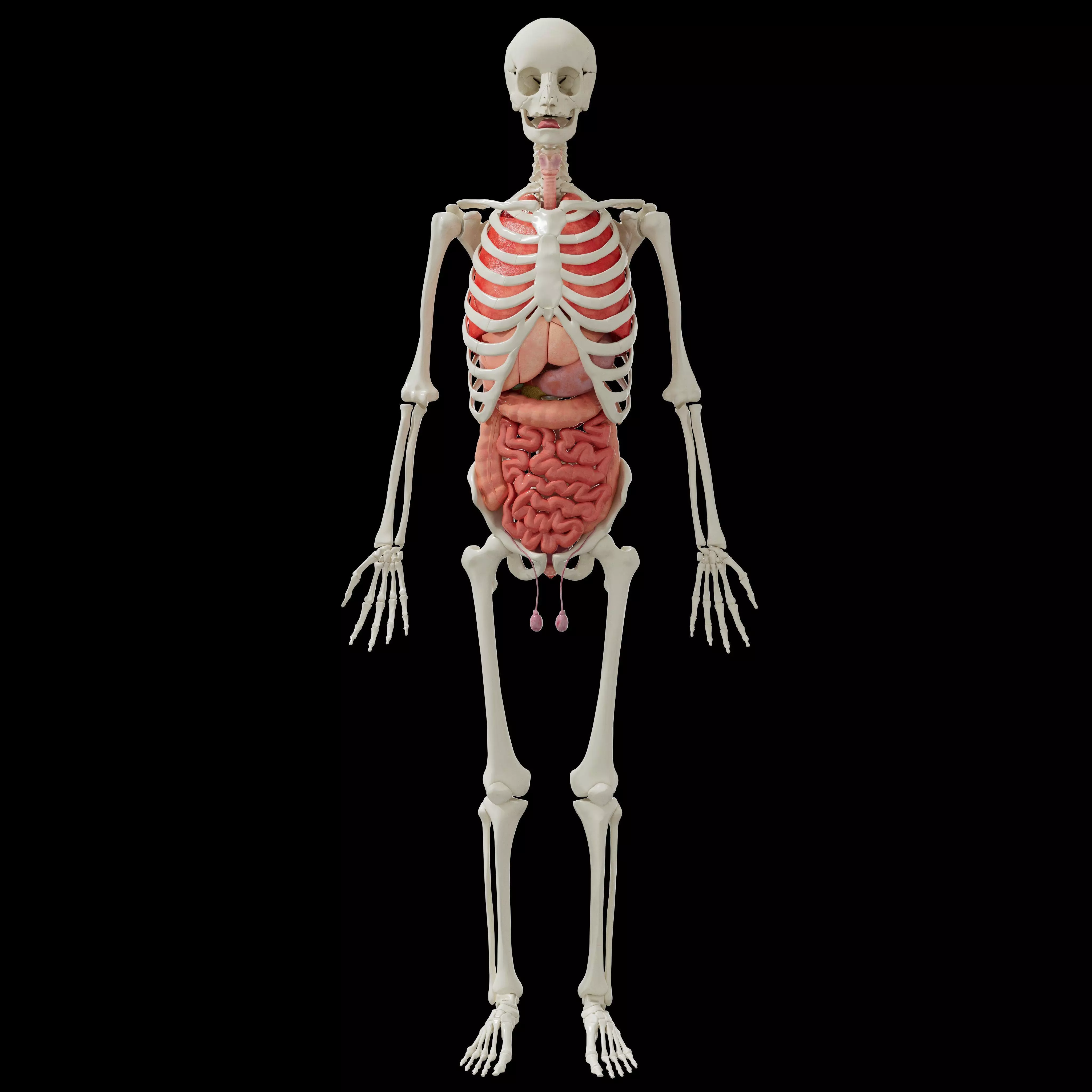 Human Body Organs  3D model_0