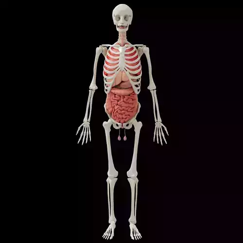 Human Body Organs  3D model
