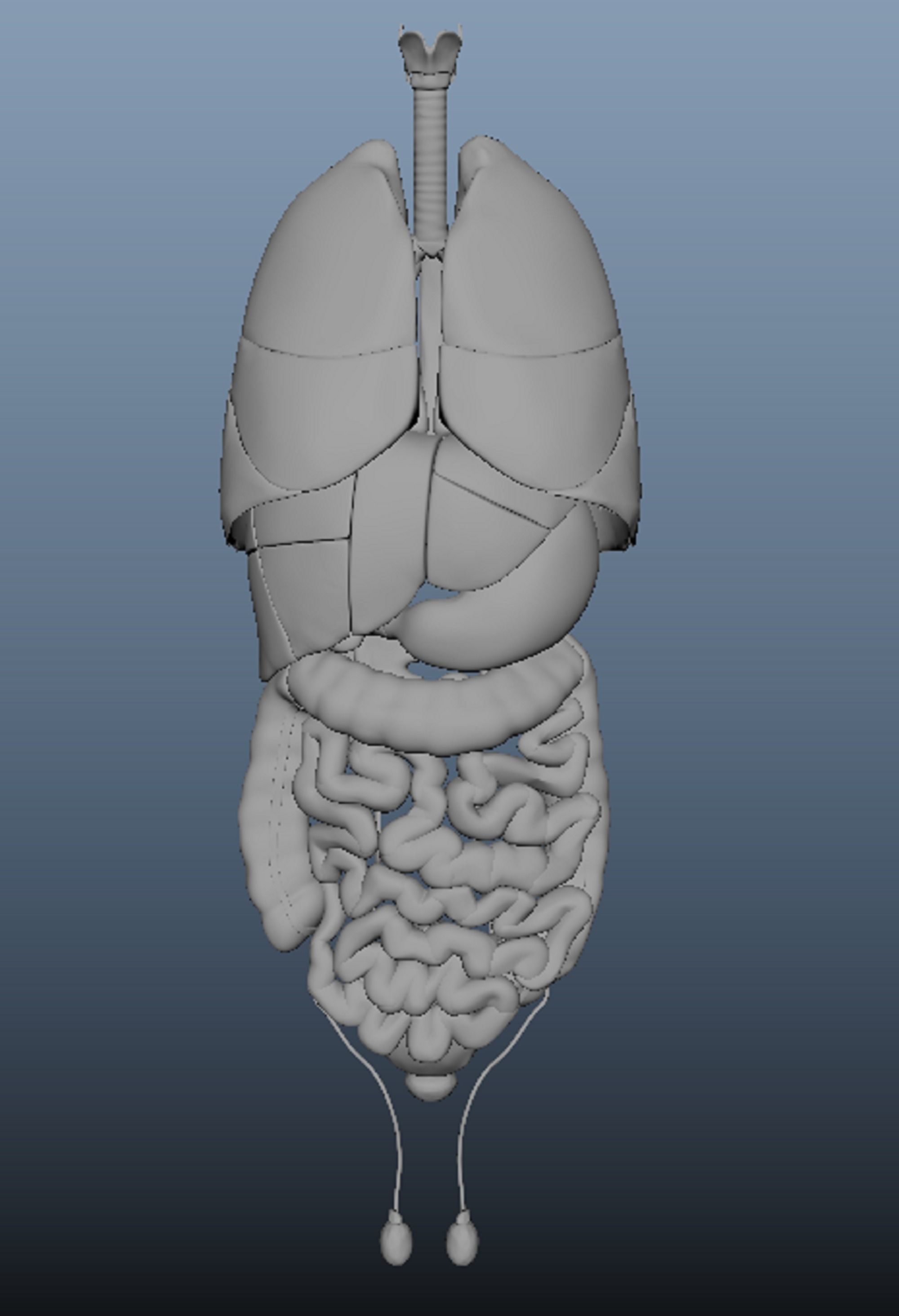 Human Body Organs  3D model_9
