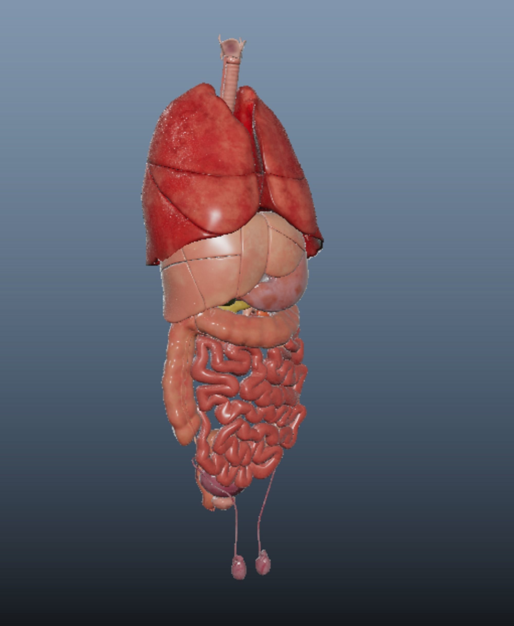 Human Body Organs  3D model_8