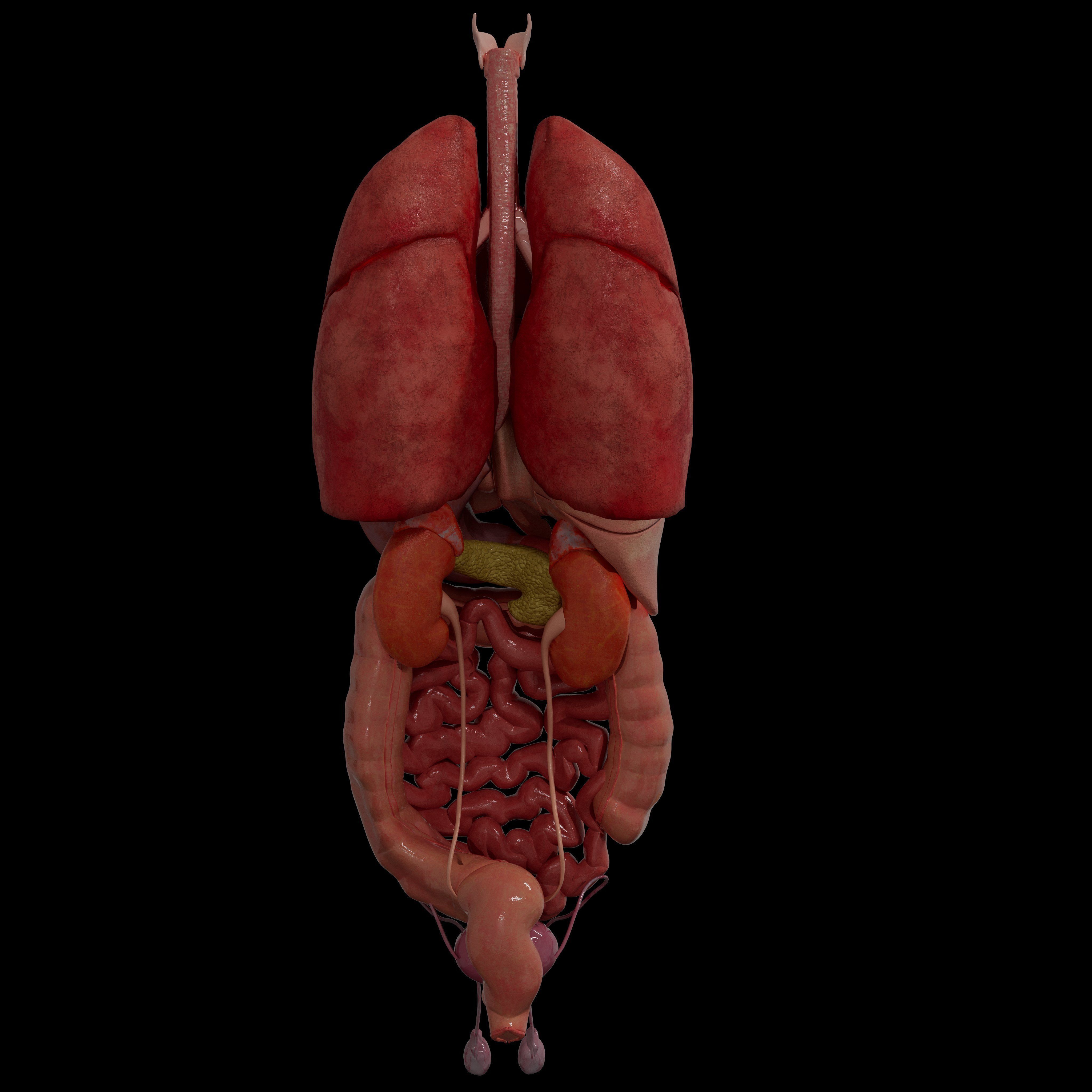 Human Body Organs  3D model_4